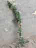 花友藤本月季花苗月季花树苗盆栽特大花苗庭院爬藤植物阳台蔷薇爬墙 黄金庆典【爬藤】大苗 1-1.3米高度多分叉 实拍图