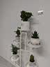 花翁栀子花盆栽四季开花卉大全树苗室内绿植好养易活茉莉花源头直发 实拍图