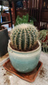 金虎狂刺仙人球盆栽植物绿植金虎超盆栽大盆栽办公室仙人掌 直径25厘米左右 不含盆 实拍图