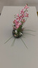 蝴蝶兰仿真花盆栽假花插花套装客厅餐桌酒店桌面花艺装饰花艺摆件 黑瓷+浅粉花 实拍图