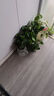 绿萝盆栽除甲醛水培花卉大叶绿植办公室内新房植物净化空气装饰 110款原盆储水盆【2盆装】 实拍图