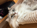 维倍思绿十字猫草片  维倍思VET'S BEST 美国进口猫咪化毛球片 60片*3瓶 实拍图