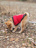 憨憨乐园狗狗猫咪衣服宠物泰迪幼犬柯基小型犬秋冬装服饰用品 招财款L号 实拍图