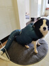 贝尼宠 宠物烘干袋 洗狗袋 狗狗美容洗护带 家用洗澡吹干 美容用品 烘干袋XL特大50-85斤身长70-95 实拍图