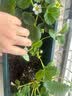 寿禾草莓苗带土发货大苗寿光大型苗场四季带盆栽好蔬菜苗批发种子秧苗 红颜草莓苗 6盆+肥料 实拍图