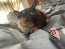 欢宠网 猫猫蹭痒器猫玩具猫咪墙角刷抓痒蹭毛器挠痒痒蹭脸器按摩梳子猫抓板宠物用品 实拍图