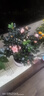 【莎之槿园艺】杜鹃花苗盆栽带花苞四季开花不断室内观花卉绿植植物老桩大棵好养 粉色杜鹃花+仿木桶盆(带花苞发货)底托 含盆 实拍图