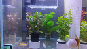 疯狂水草真水草植物直接入缸净化水质鱼草缸水草种植环套餐4 源头直发包邮 晒单实拍图