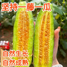 果乡三眼井【现摘现发】山东羊角蜜甜瓜头茬瓜水果整箱羊角脆净重4.3斤以上 5斤特大果【果农推荐装】 实拍图
