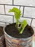 寿禾葡萄苗盆栽巨峰果苗果树苗带盆带土发货南北方种植寿光四季种子苗 （带盆带土紫果）巨峰葡萄苗 1棵 实拍图