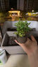 JUXBUSH花盆阳台长方形种菜盆种菜箱楼顶种植箱室内蔬菜塑料大花盆懒人 【1个】墨绿色 特大号【49*18*12.5cm】含托盘 实拍图