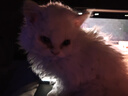 COCS猫包外出便携包手提式宠物包加大猫笼透气可折叠斜挎猫箱车载狗包 加大号深灰手提包（20斤内宠物） 猫狗通用 实拍图