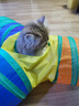 瓜洲牧逗猫棒猫玩具自嗨解闷神器猫隧道小猫咪迷宫通道幼猫宠物用品大全 彩虹Y隧道25（带球） 实拍图