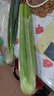 【勤劳致富】西芹约1kg 实拍图