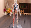 通用初中生物人体结构骨骼架模型器官脏解剖3d医学可拆卸拼装儿童玩具 透明款-人体模型 实拍图