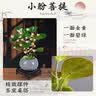 花翁小盼菩提盆栽带果盆景室内办公茶几桌面摆件中式禅意绿植源头直发 实拍图