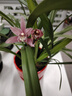 劉閣蘭花兰花苗 香妃 有香味的夏带花苞出售室内外花卉绿植盆栽草观花植物 红满天4苗带花苞 加盆土肥说明书 实拍图