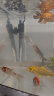 淘歌鱼缸加热棒不锈钢款50W 自动恒温精准温控加温棒水族箱温控加热器 实拍图