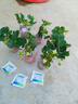 草莓苗四季奶油草莓苗种植盆栽阳台庭院地栽当年结果南方北方种植 奶油草莓 【2盆装】 实拍图