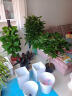 叹为观止大型植物发财树各种大颗盆栽开业乔迁客厅办公室内好养大型花卉 幸福树【1.2-.1.4米】 含盆 实拍图