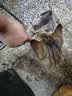阿飞和巴弟纯条猫咪零食0添加成猫幼猫湿粮包猫咪流质零食布丁混合口味猫条 【零食】纯肉猫条混合口味15g*48 实拍图