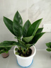 大叶金钻绿叶子大型绿植室内外栽种四季好养四季常绿礼客厅绿植 大叶金钻小盆栽30-40厘米高度 1 盆3颗 不含盆 实拍图