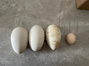 新鲜鹅蛋孕妇农家散养土鹅蛋正宗特产12枚早餐超市生鲜礼盒 3枚双簧鹅蛋(单枚200g+) 实拍图