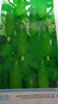 一播大地 水果黄瓜 黄瓜菜籽翠绿黄瓜四季种植蔬菜种子阳台种菜 盆栽 易种 摘不败水果黄瓜种原装3g 实拍图