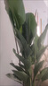 双盟天堂鸟大型植物客厅绿植盆栽办公室内鹤望兰好养落地网红源头直发 实拍图