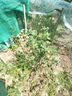 四万公里蓝莓树苗 H5果树树苗南北方种植阳台盆栽地栽源头直发 实拍图