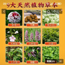 香港大药房断痒王止痒草本抑菌膏皮肤骚痒蚊虫手脚腿私处内侧全身外用乳膏 断痒王6盒【买3送3】多买多送 实拍图