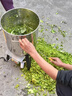 沃农赛德 碎菜机碎草机喂鸡鸭鹅猪养殖家用多功能电动瓜草蔬菜切菜打菜机 【3000W】大马力碎菜王-养殖专用 实拍图