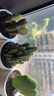绿荫巷子仙人掌球多肉植物盆栽室内类电脑桌面绿植小盆栽组合好养肉肉盆景 推荐【易养五盆组合】白瓷含托盆 含盆 实拍图
