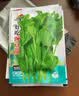 【农家菜园】白长茄子贝贝南瓜番茄重庆香菜天津青麻叶养生荠荠菜 【原装】养生荠荠菜约3000粒1包 实拍图