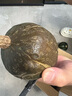 京喜加惠和1号贝贝南瓜新鲜蔬菜生鲜减肥减脂早餐沙拉单果100g起 礼盒装贝贝南瓜 3斤 带箱 实拍图