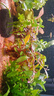 【京东物流】水草套餐 好养耐活真水草植物绿菊大叶绿九冠鱼缸 红绿搭配八杯水草（吸底杯）超值推荐 实拍图