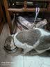 多可特狗窝凉席夏季狗窝猫垫子猫窝狗垫子藤编猫咪窝地垫宠物床宠物冰垫 凉席款,40*30CM 实拍图