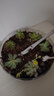 多肉植物办公室内阳台肉肉桌面亲子园艺微景观好养绿植盆栽DIY 多肉植物6颗（精选套装B） 实拍图