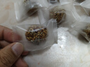 红枣核桃亚麻籽丸白芝麻儿童孕妇解馋酥脆休闲零食小吃糕点健康 红枣核桃亚麻籽丸【10包】 实拍图