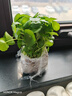 鑫干和铜钱草水培盆栽室内室外花卉金钱草绿植吸绿植花草植物 铜钱草【两盆不含盆约600株】带叶 实拍图