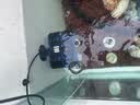 森森（SUNSUN）造浪泵鱼缸水族箱冲浪泵耀蓝造流吹粪便吹鱼便 升级双头24W吸盘款 高效强劲 流量调节 实拍图