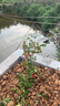 清韵伊人 木香花树苗爬藤四季开花红黄白特大苗耐寒盆栽地栽爬墙花卉蔷薇 四季红木香 中苗50-70厘米高 不含盆 实拍图