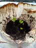 IAM City Farmer猫薄荷儿童种植小盆栽春天种植学生幼儿园趣味diy植物观察杯10035 实拍图