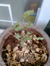 重瓣茉莉花盆栽四季绿植花卉嫁接花苗室内好养的花开 5年精选壮苗1棵 不含盆【1颗】送肥料 实拍图