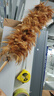 铸固 鸡毛掸子 除尘扫灰掸不掉毛高端除灰神器 鸡背毛掸子60cm【塑料把】 实拍图