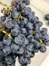 静羽云南夏黑蓝莓葡萄【顺丰】无籽提子新鲜现摘大颗粒孕妇时令水果 夏黑葡萄5斤【一级果礼盒装】 源头直发 实拍图