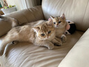 聚悠宠猫吊床猫咪吊床窗户猫晒太阳挂床阳台猫窝吸盘式玻璃吊篮猫床用品 米色透气网布款-吸盘固定 标准号(床面约30*45cm） 实拍图