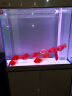 森森（SUNSUN）大型鱼缸底过滤水族箱客厅家用落地玻璃生态金鱼缸 【实时温显+灯控】宝马灰 0.8米长35cm宽 实拍图