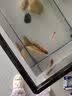 Barbarous Growth鱼缸水族箱客厅阳台家用中小型自循环懒人免换水生态塑料金鱼缸 特大号黑色【过滤氛围套餐】 实拍图