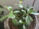 护花匠噁恶霉灵小黑粒药土壤杀菌土传病绿植兰花黑杆烂根腐多肉300g 实拍图